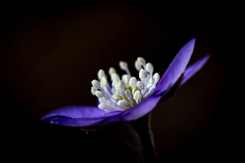 08 anemone.jpg